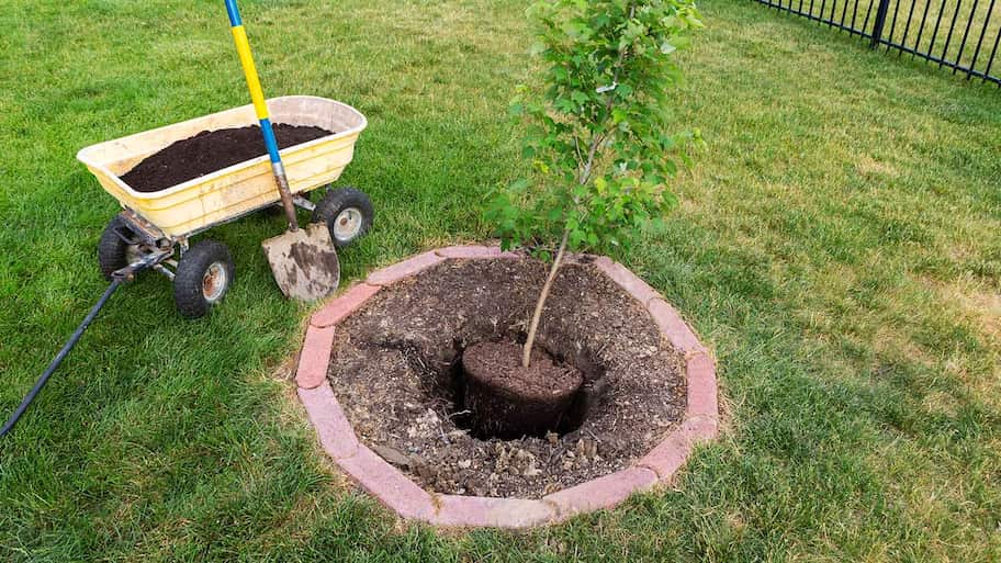 New tree planting hole in yard with shovel