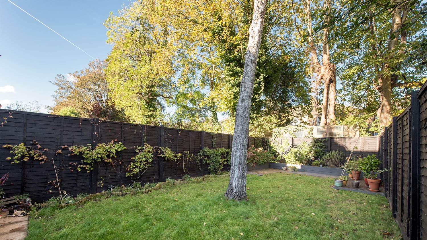 trees in backyard