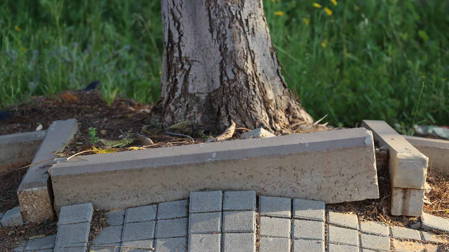 tree roots lifting paving stones