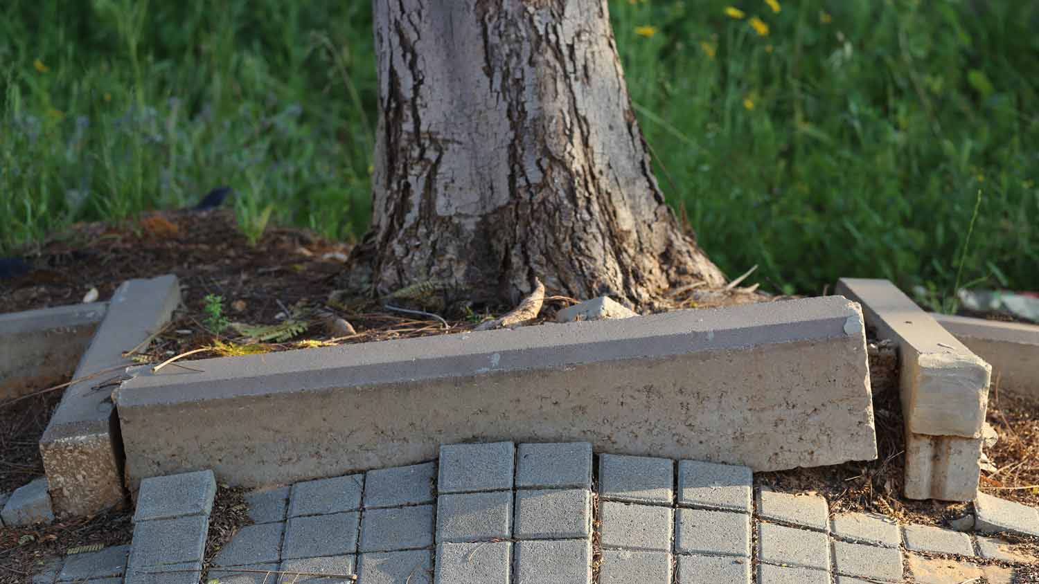 tree roots lifting paving stones 