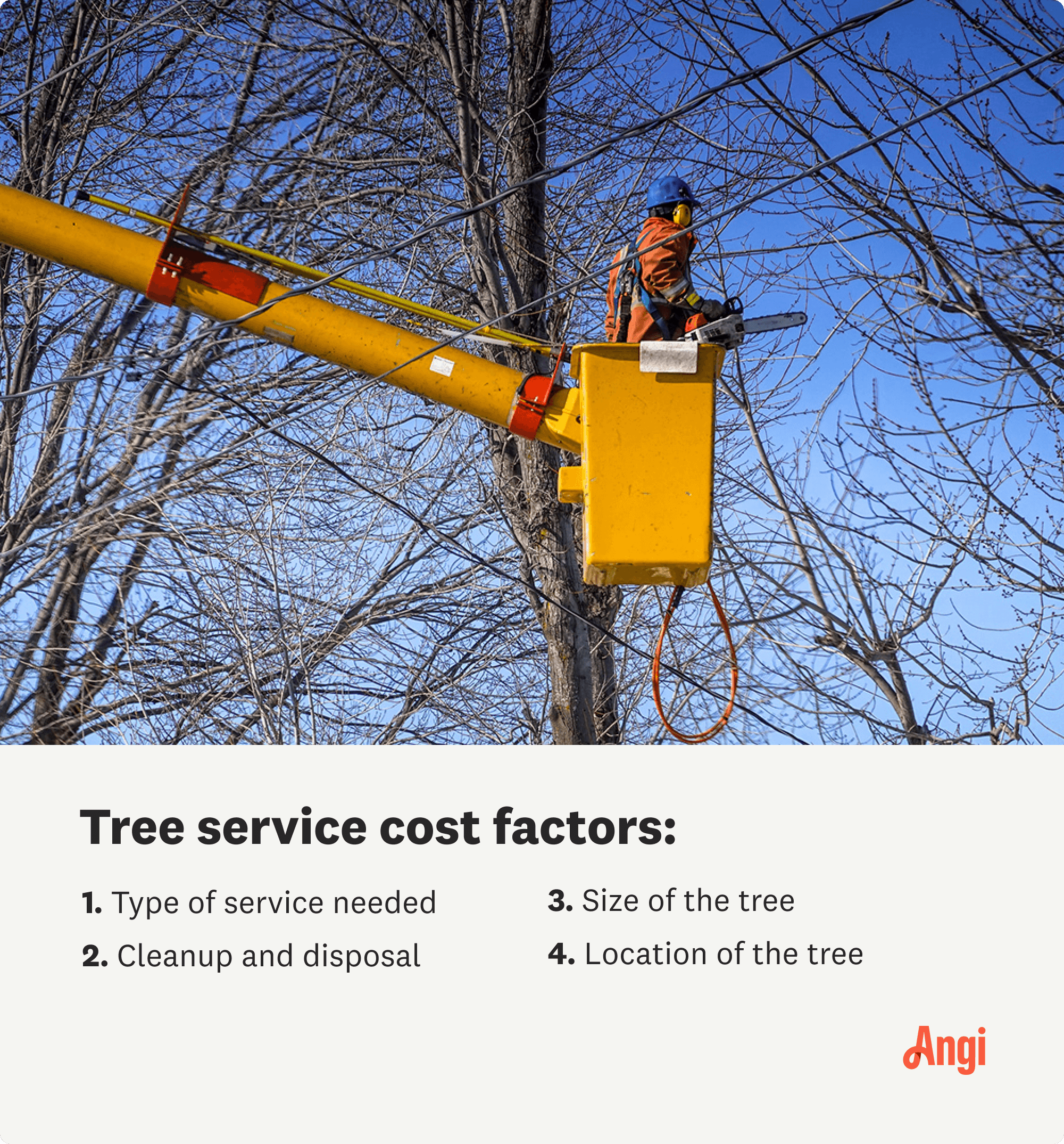 4 factors influence the cost of tree services, including size and location of the tree