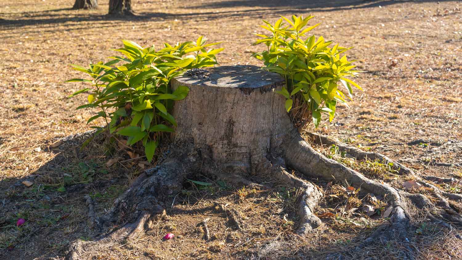 A tree stump with new branches around it