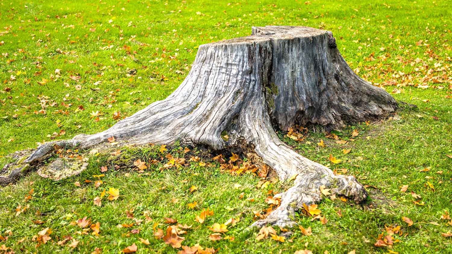 Tree stump with roots in the yard