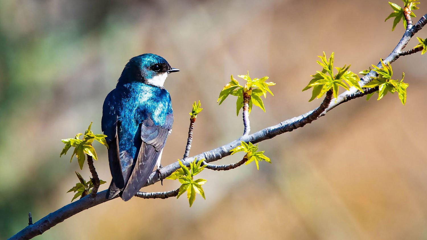 tree swallow sitting on a branch