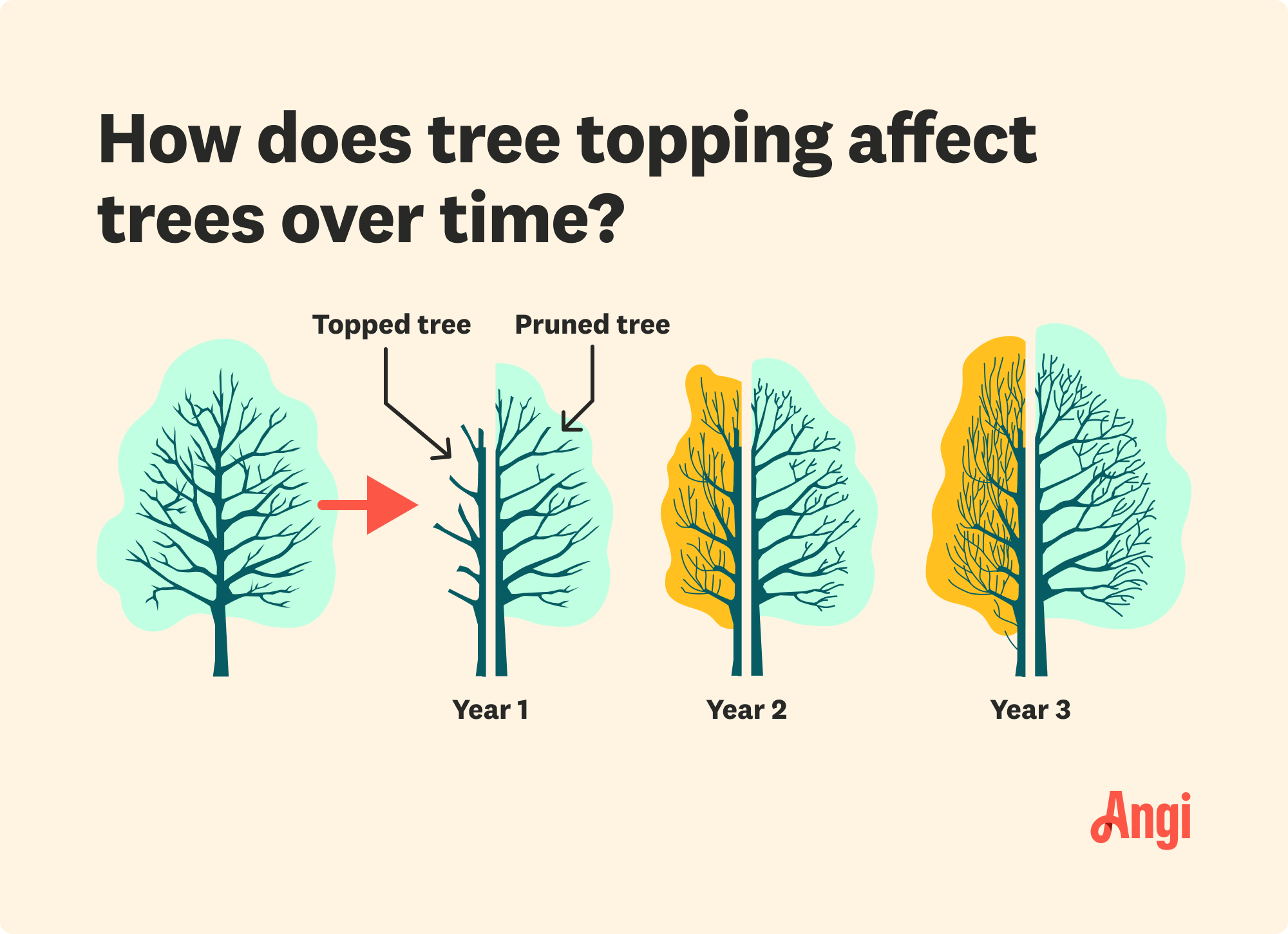 Tree topping affects over time illustrated, with tree topping ruining the crown shape and making it more susceptible to disease