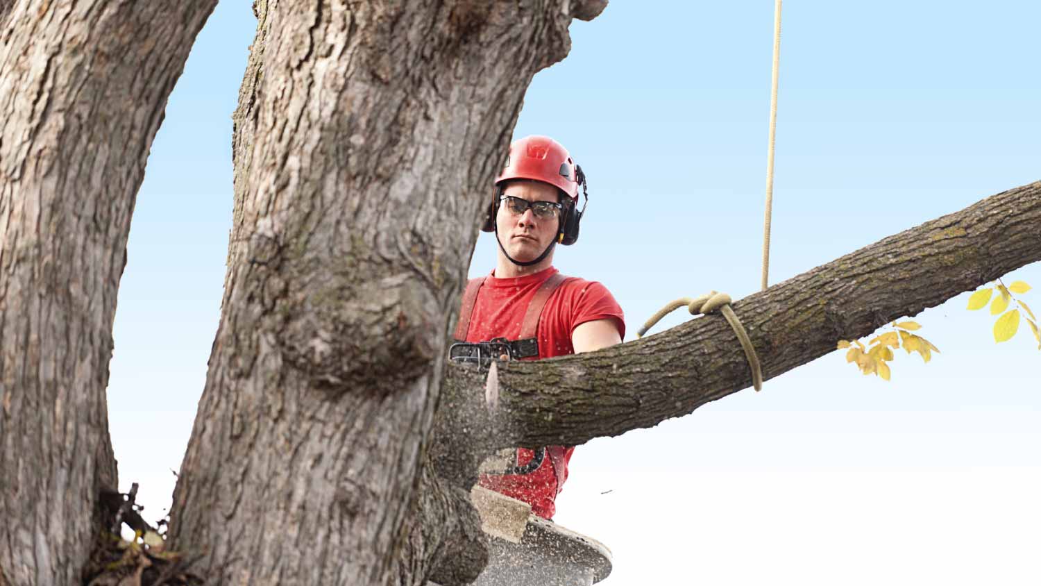 A tree trimming arborist working with a chainsaw