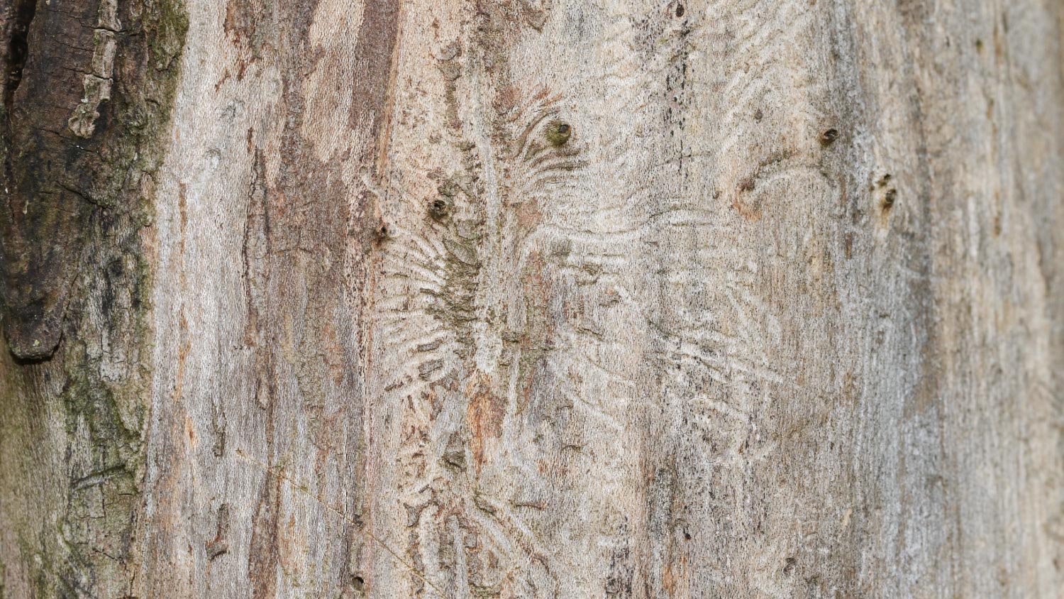 The tree trunk of a dead English Elm Tree