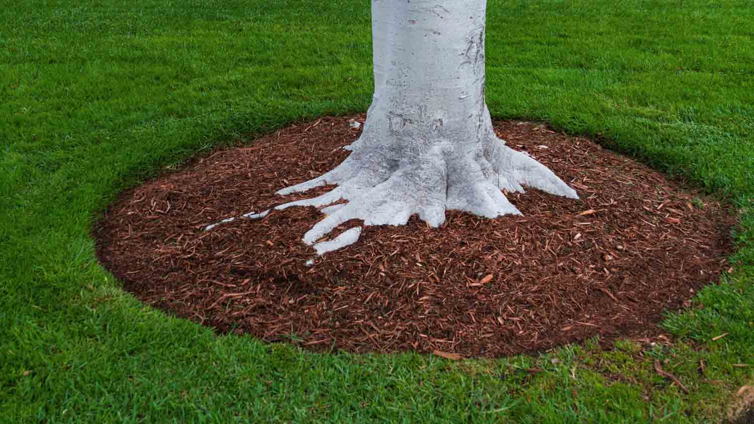 tree trunk in yard surrounded by mulch