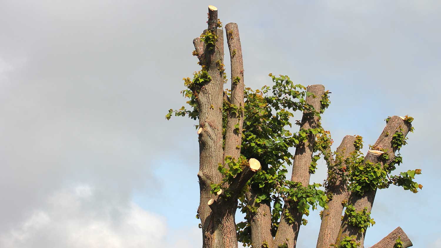 Closeup of a topped tree