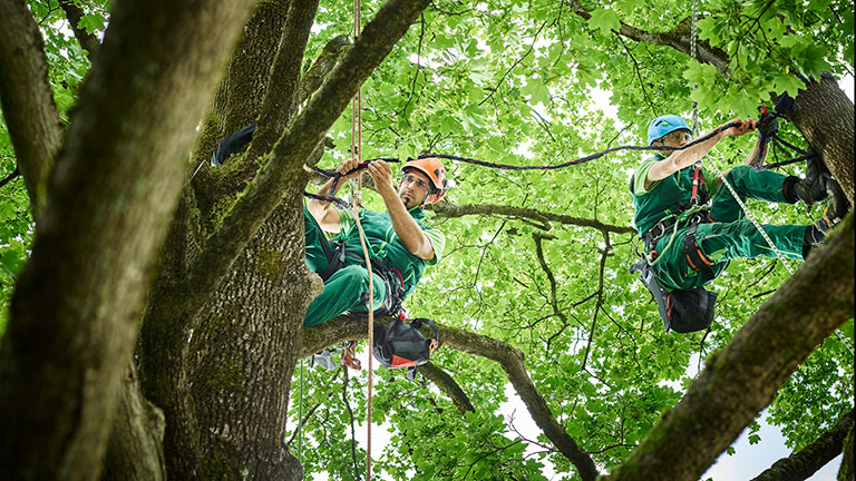 Professionals hang from trees