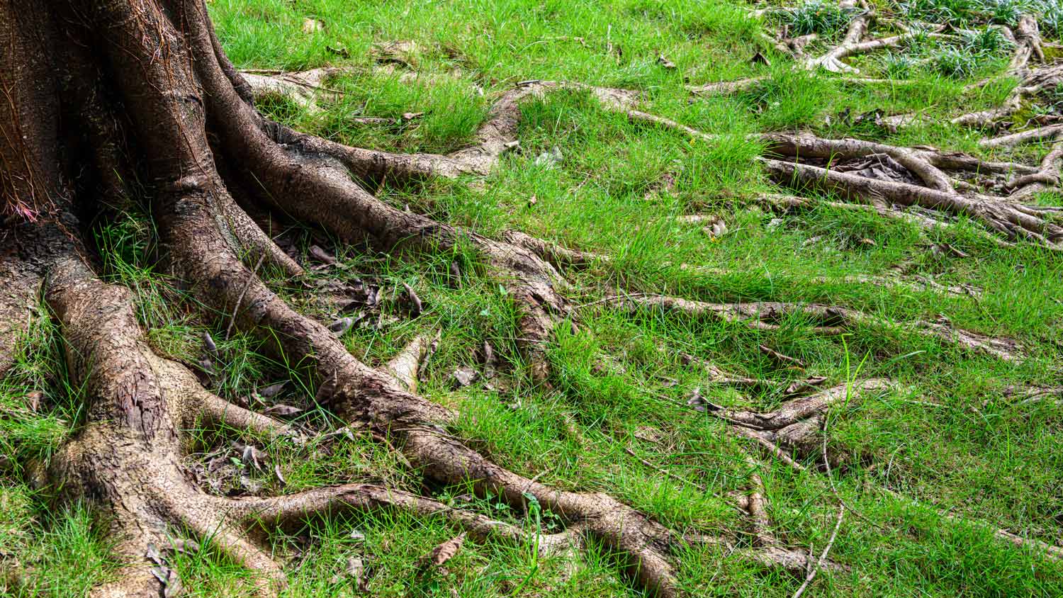 Roots of a tree sticking out of the ground.