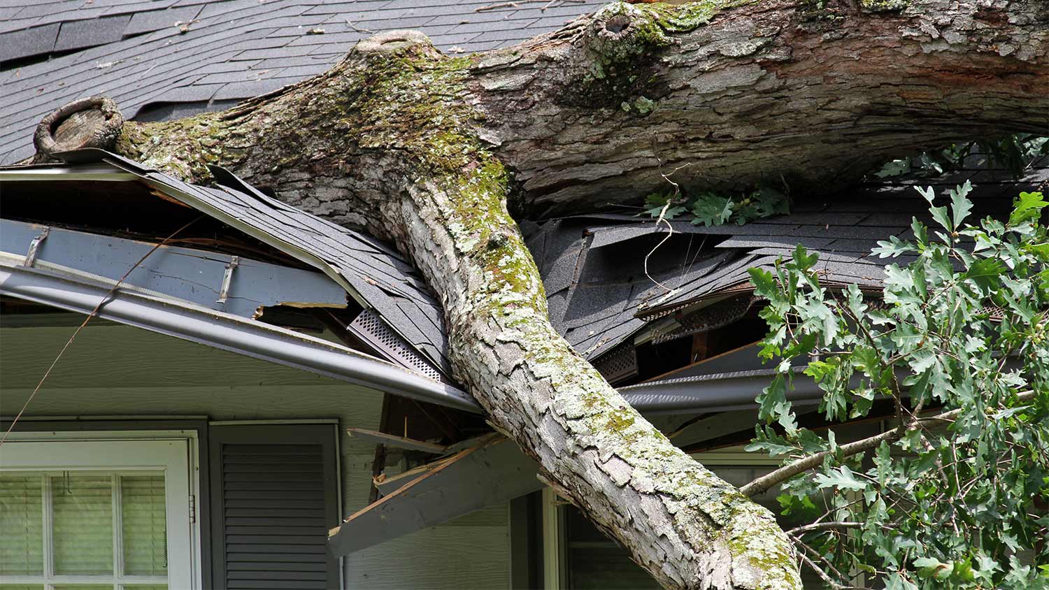 Storm damage tree smashes roof