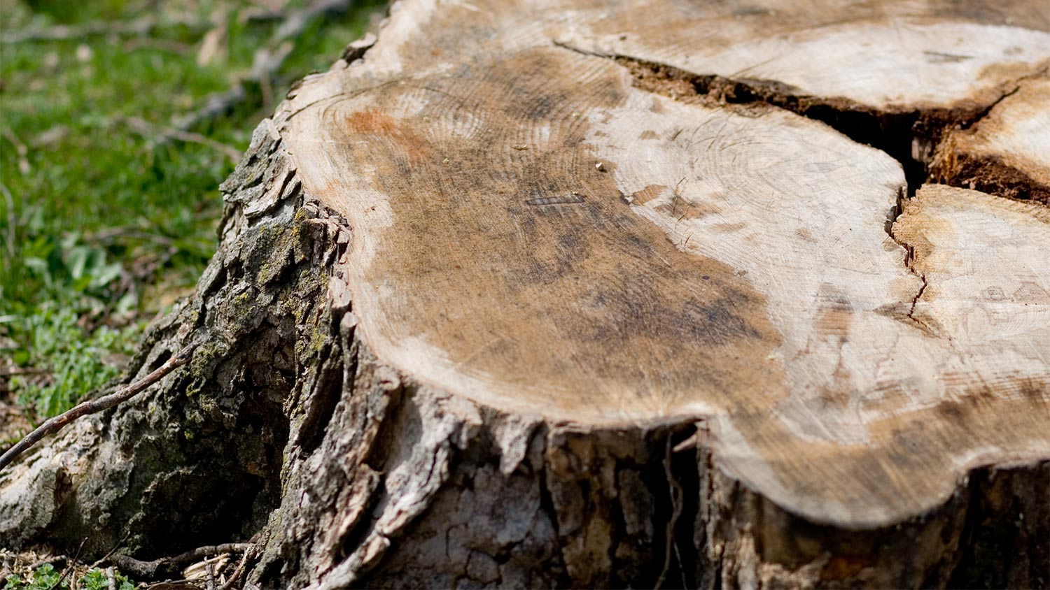 Close up of tree stump