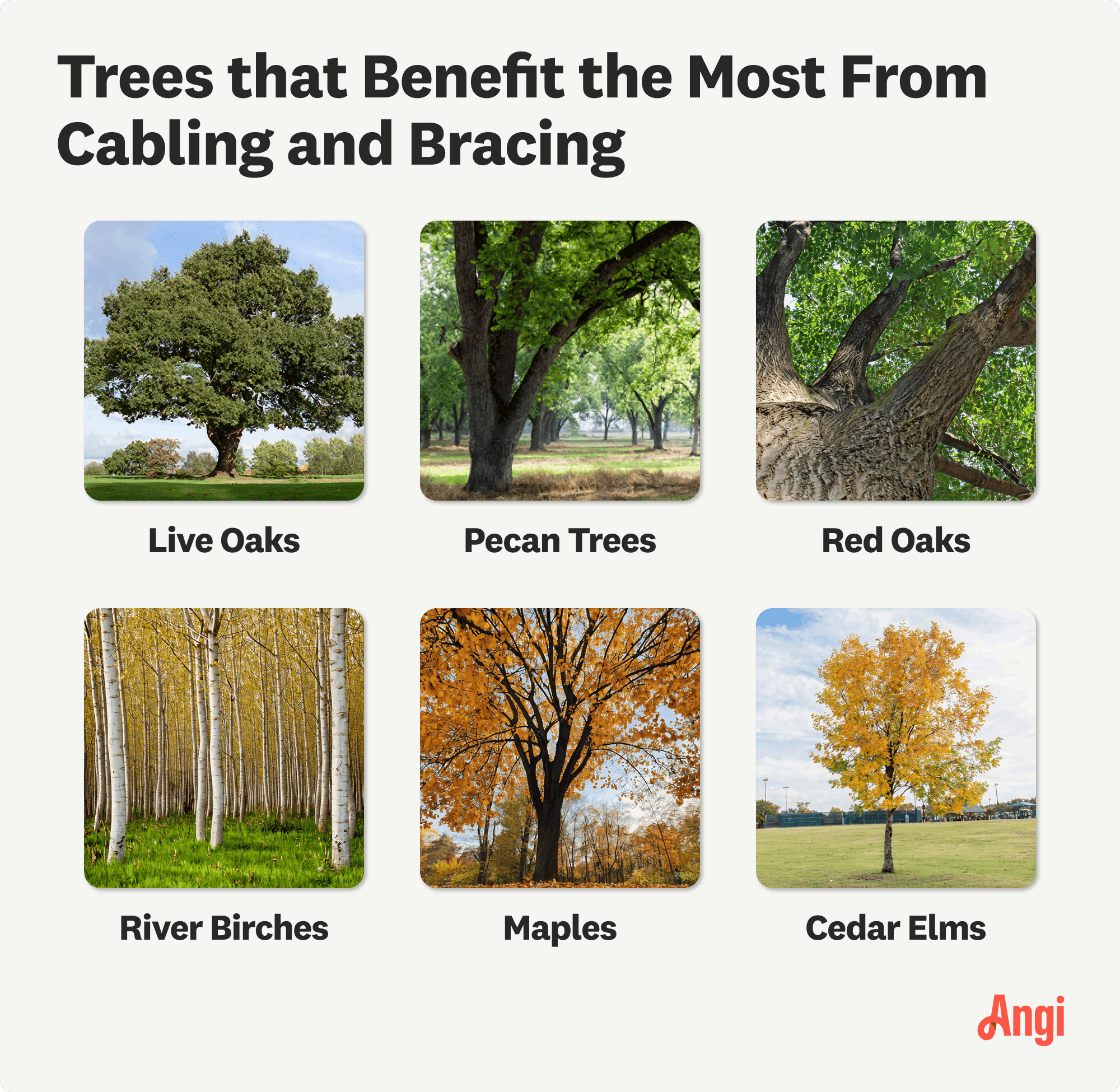 6 trees types that benefit most from cabling and bracing, including red oaks, pecan trees, and maples