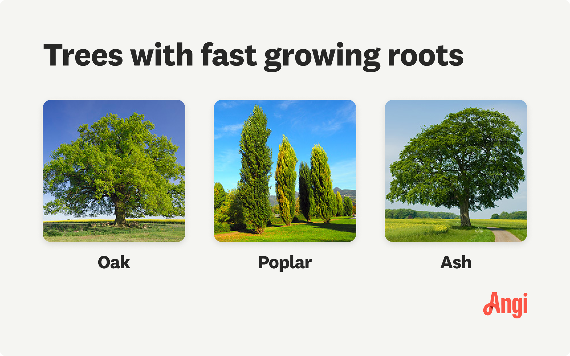 3 trees with fast growing roots compared visually, including oak, poplar, and ash