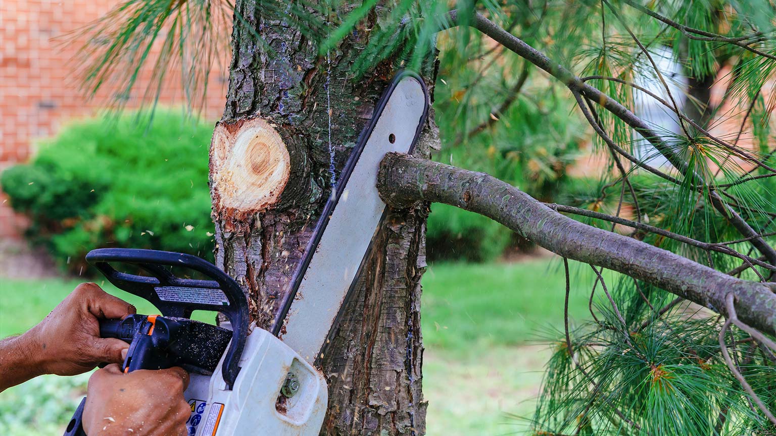 Professional is cutting trees using a chainsaw