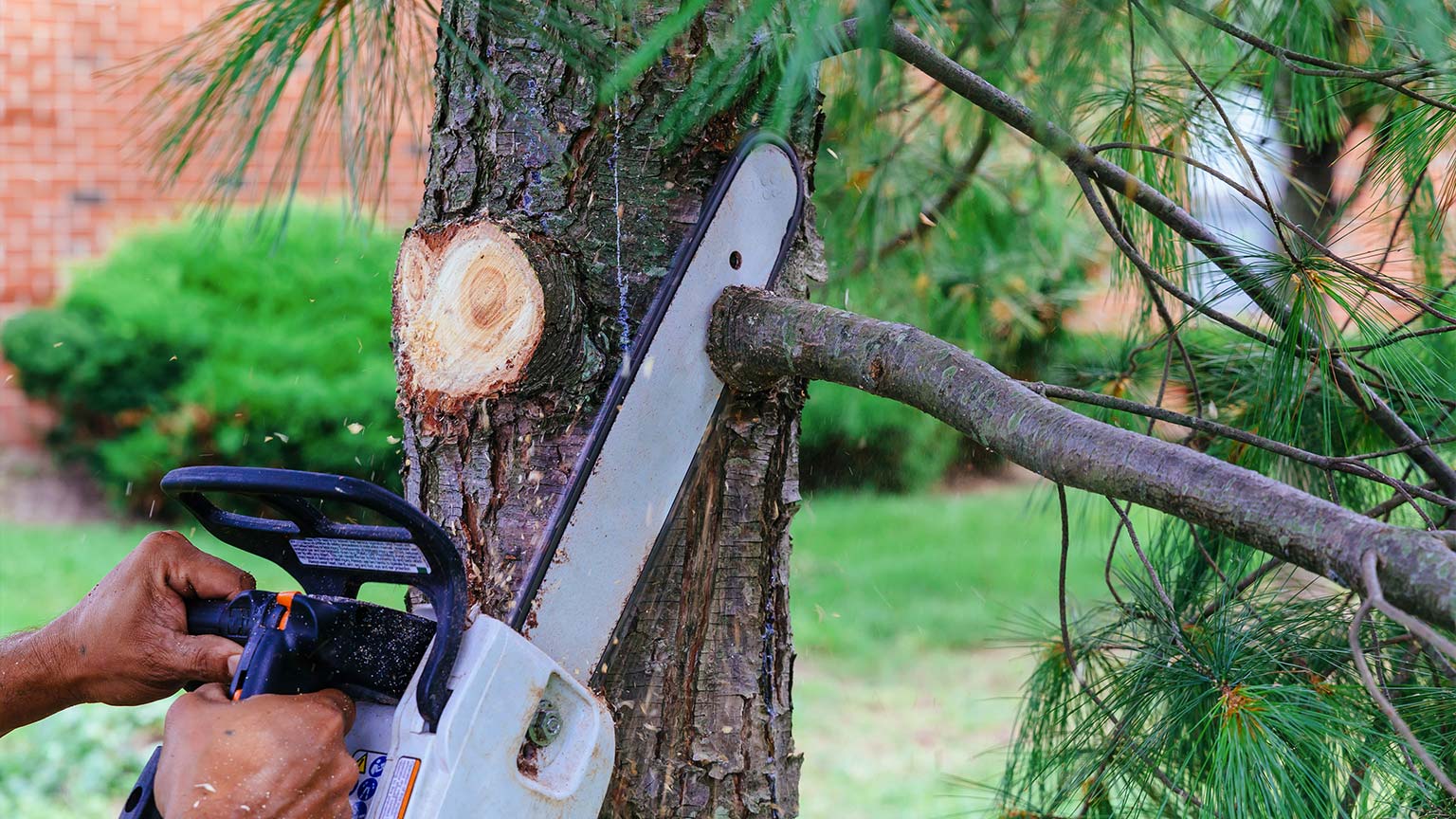 Professional is cutting trees using a chainsaw 