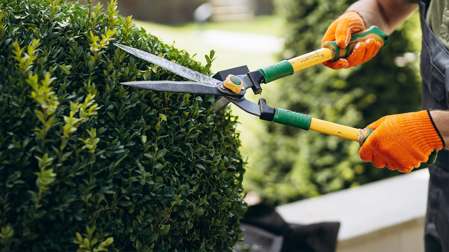 How Much Does Yard Cleanup Cost how-much-does-yard-cleanup-cost