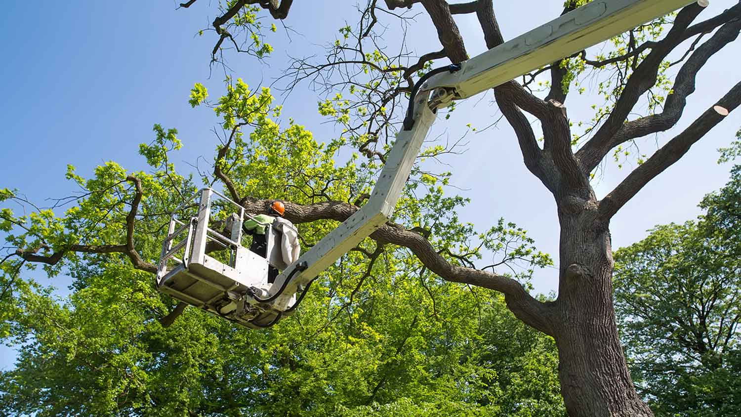 Professional tree trimmer in a boom truck