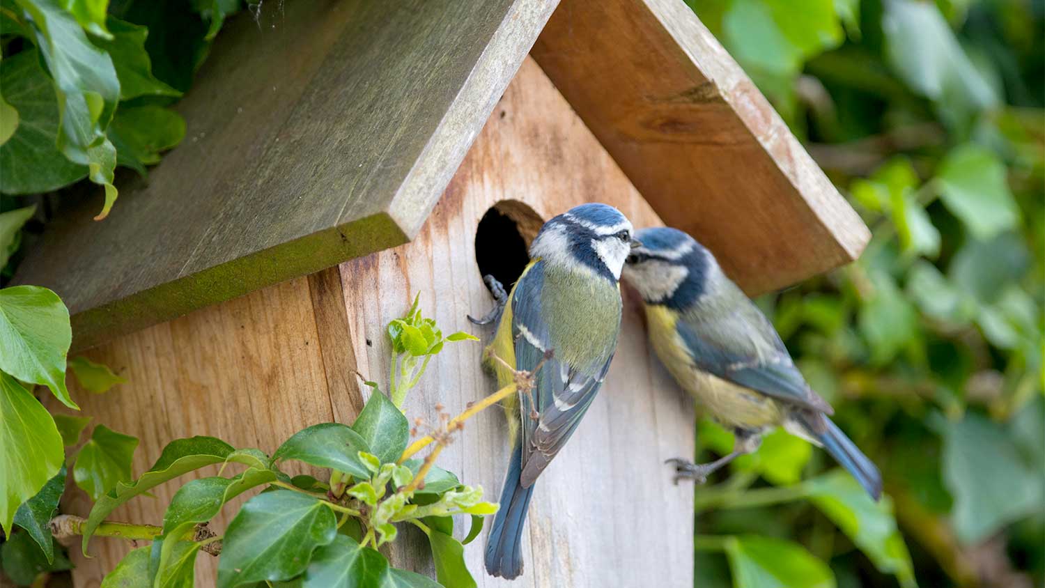 Two birds outside a bird house