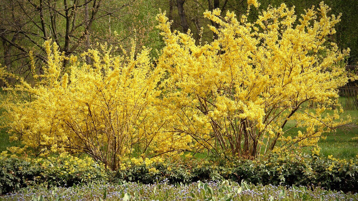 Two blooming forsythia bushes