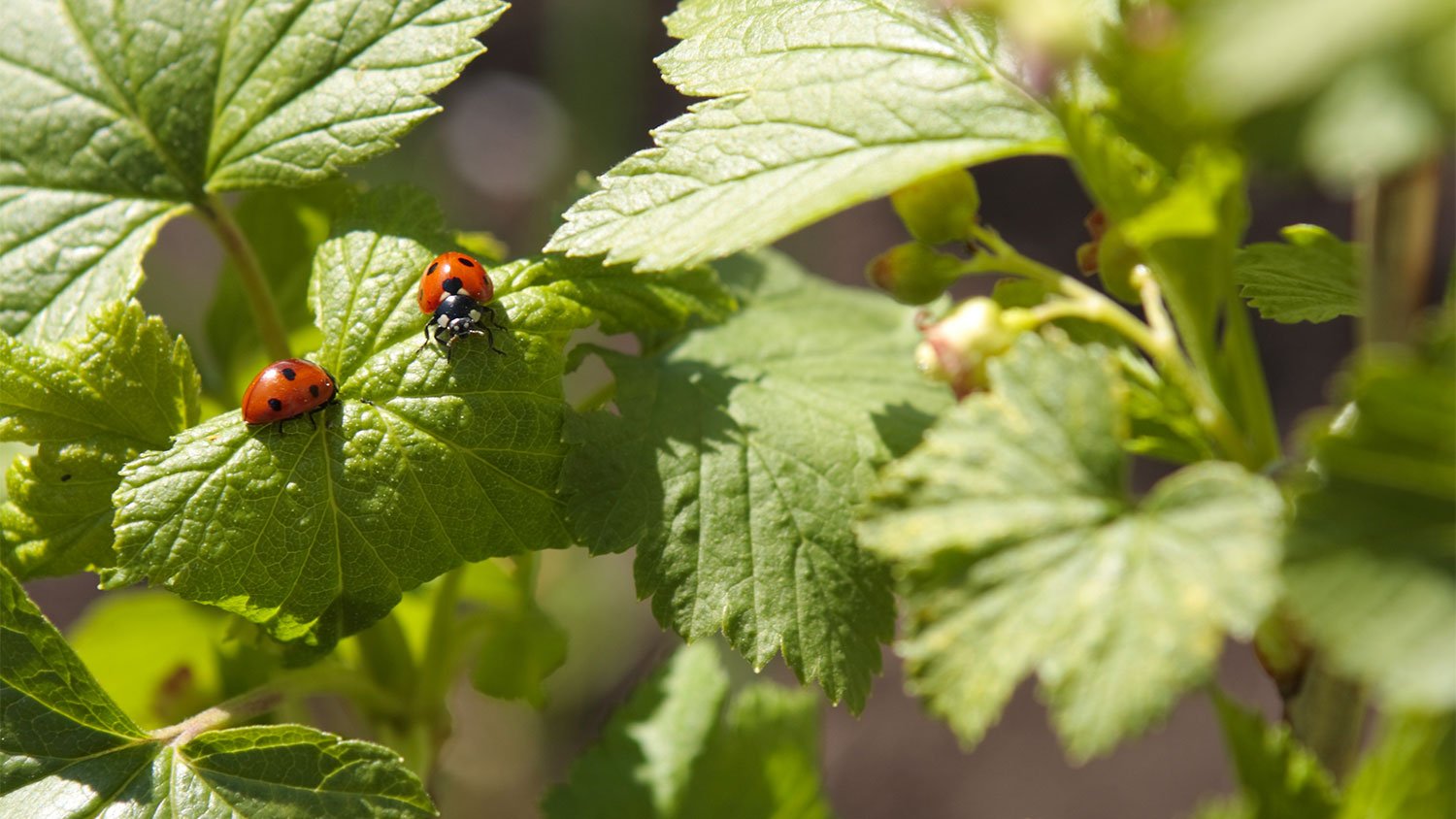 A view of two ladybugs on a plant