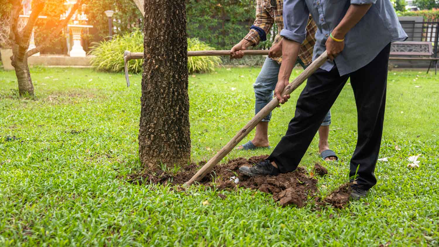 Two people digging around the roots of a tree