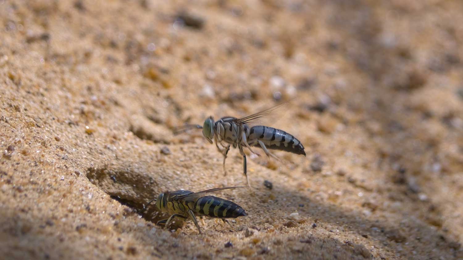 Two sand wasps flying over a hole