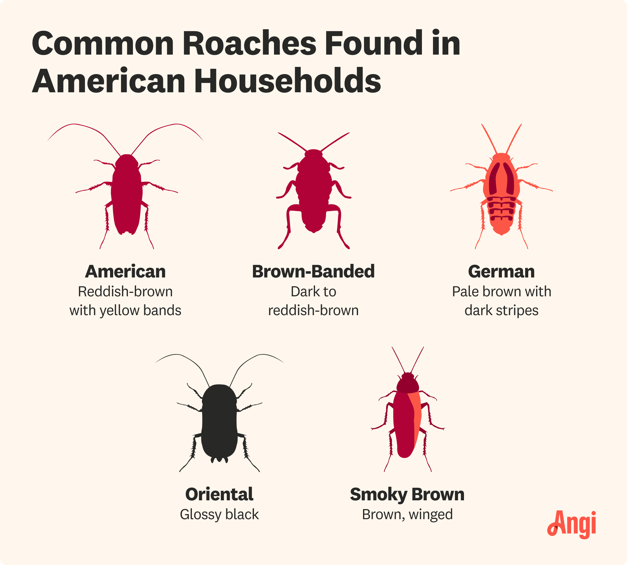 Common roaches found in American households illustrated and compared, including German, Oriental, and Brown-banded