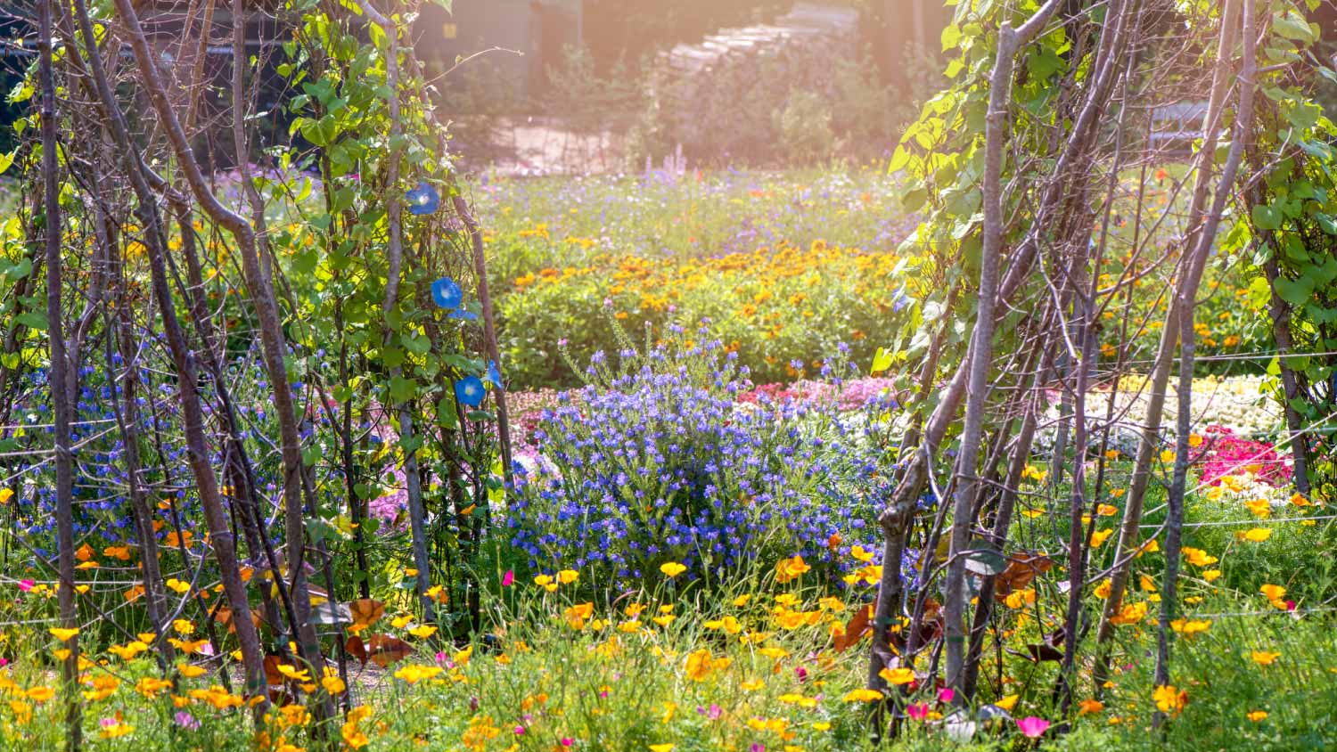 vegetable crop garden