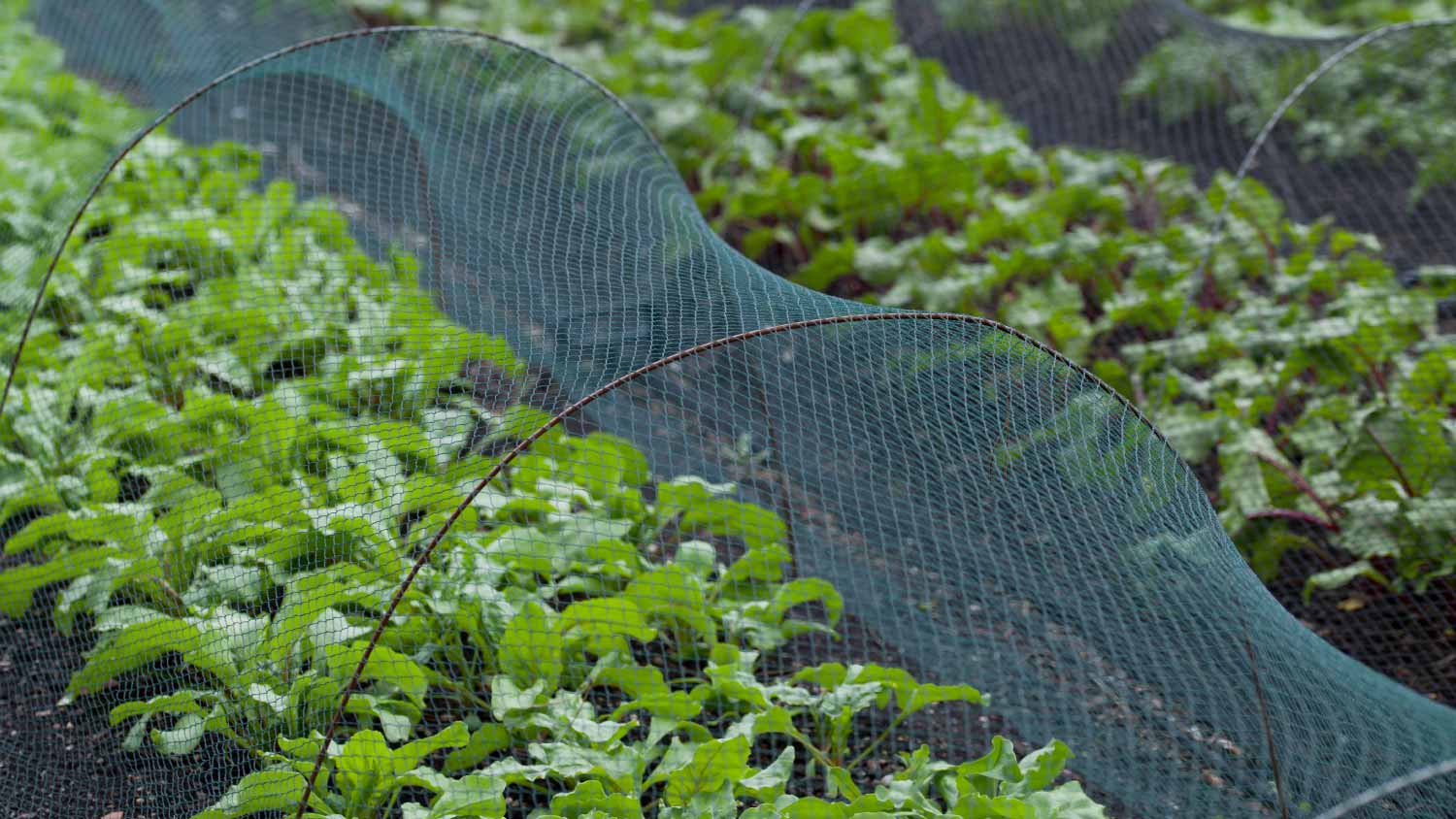 Best Way To Protect Garden From Hail Fasci Garden