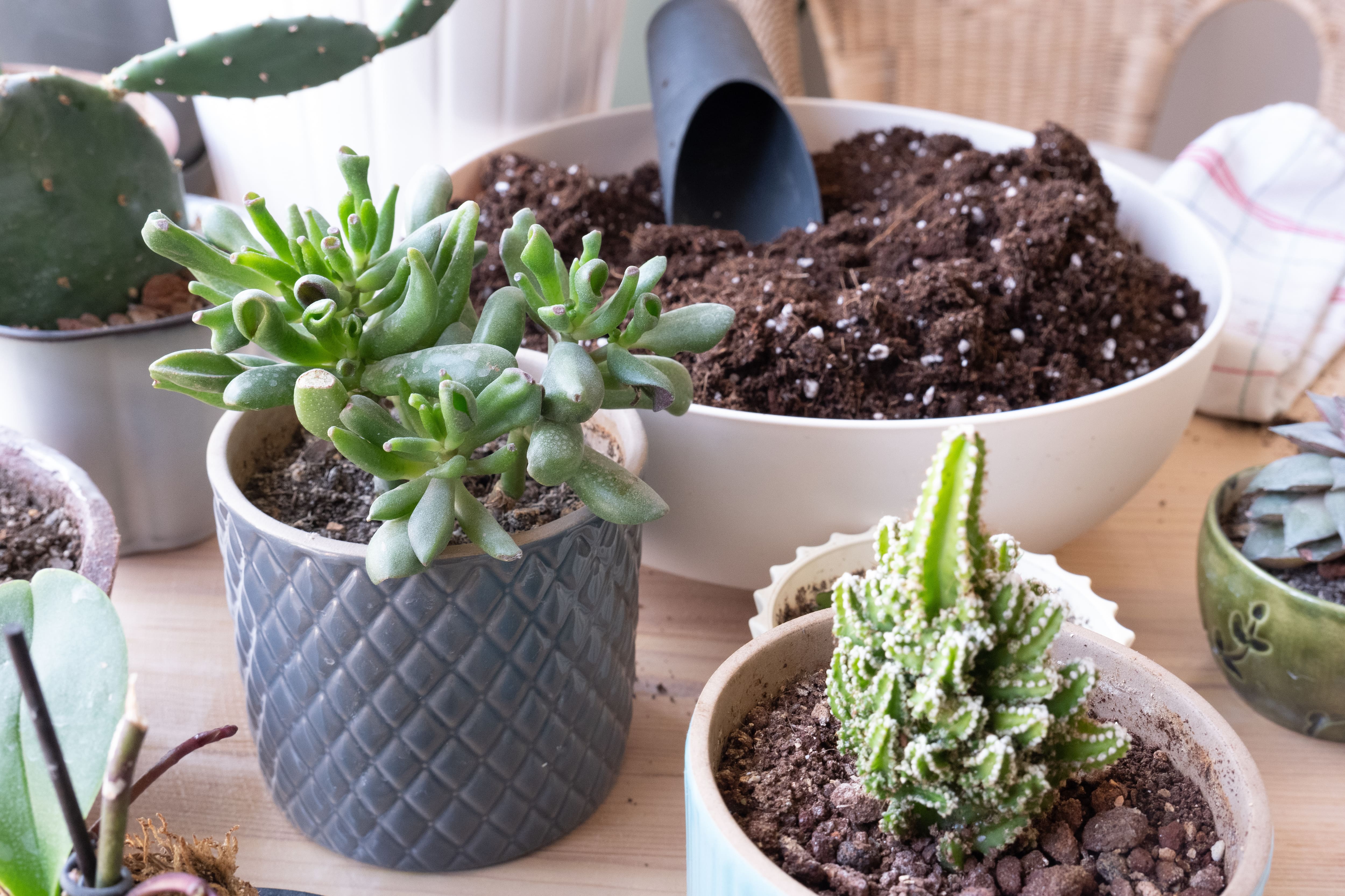 Vermiculite vs. Perlite Which Is Better for Your Plants?