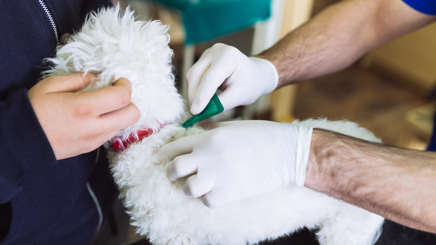 dog at the vet for flea protection