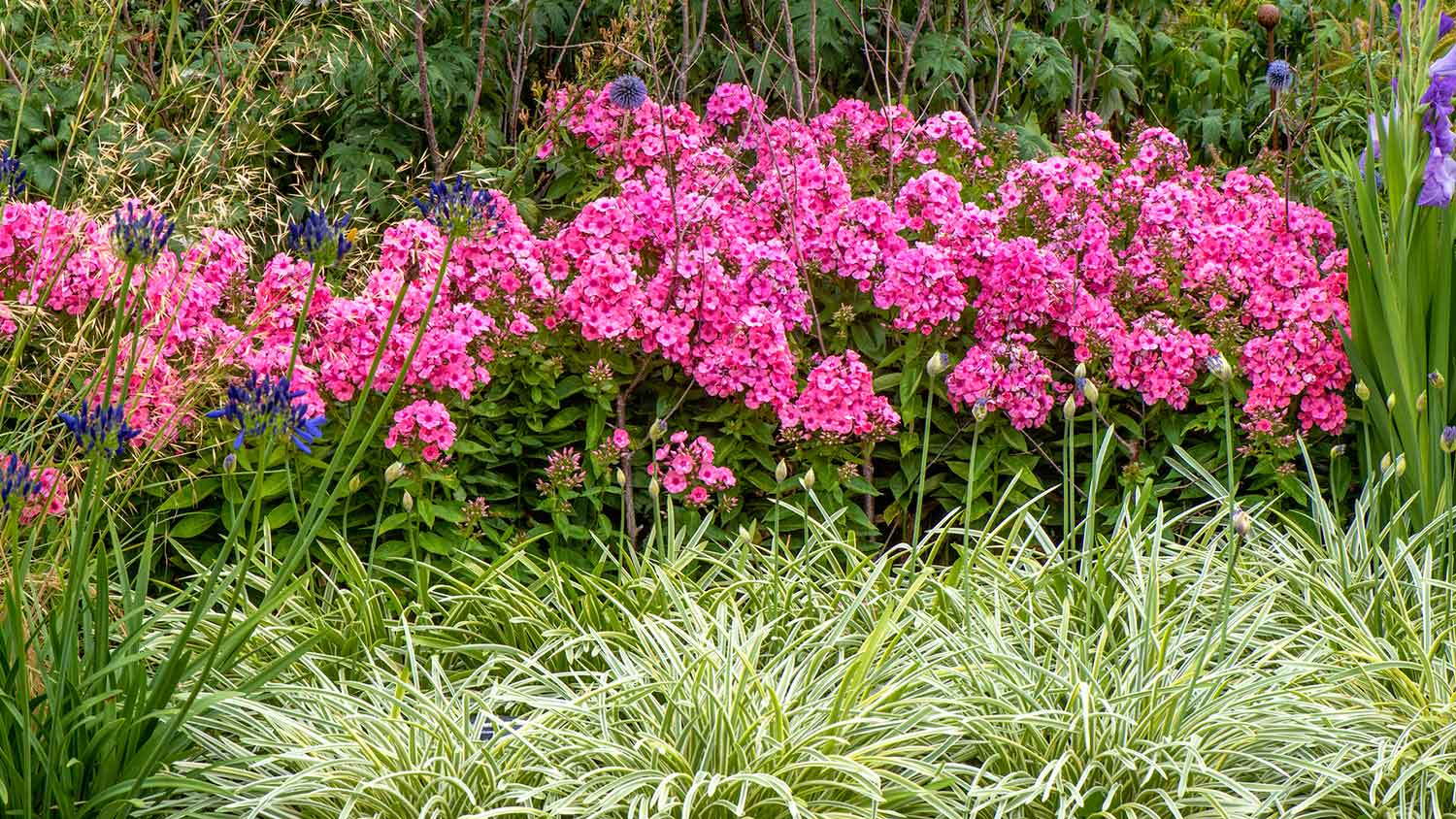 Pink phlox plants growing in the garden