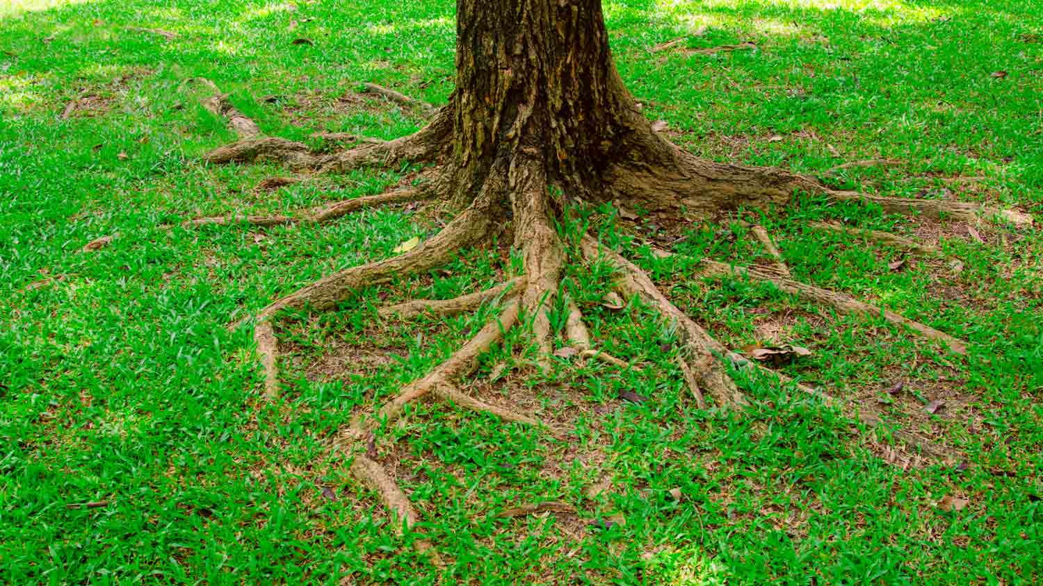 tree roots above ground