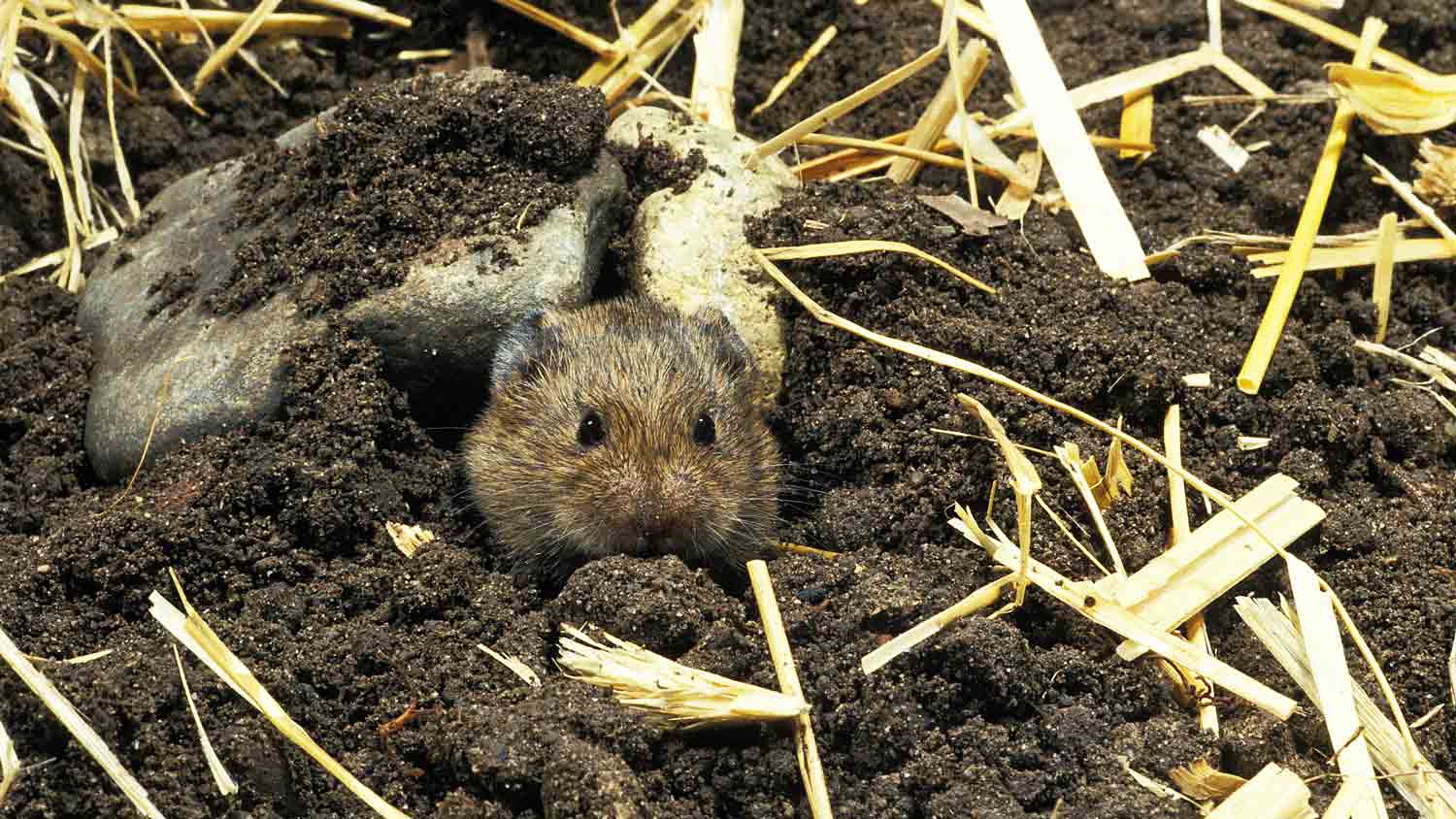 vole in the dirt