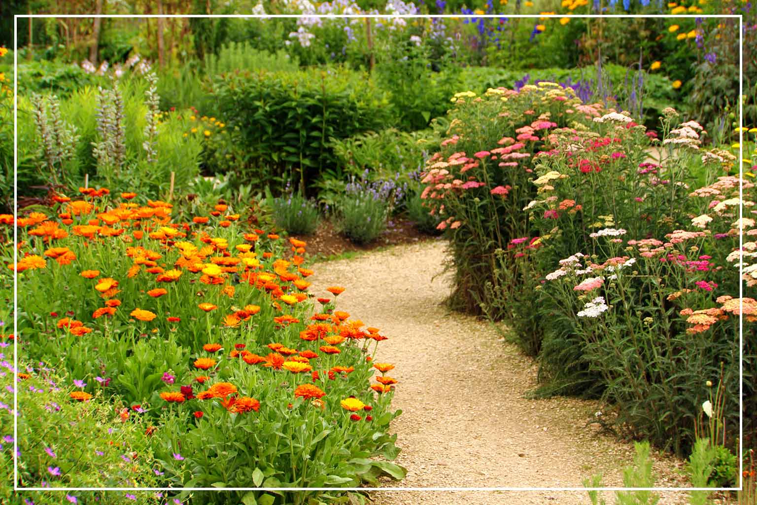 garden walkway with flowers and plants