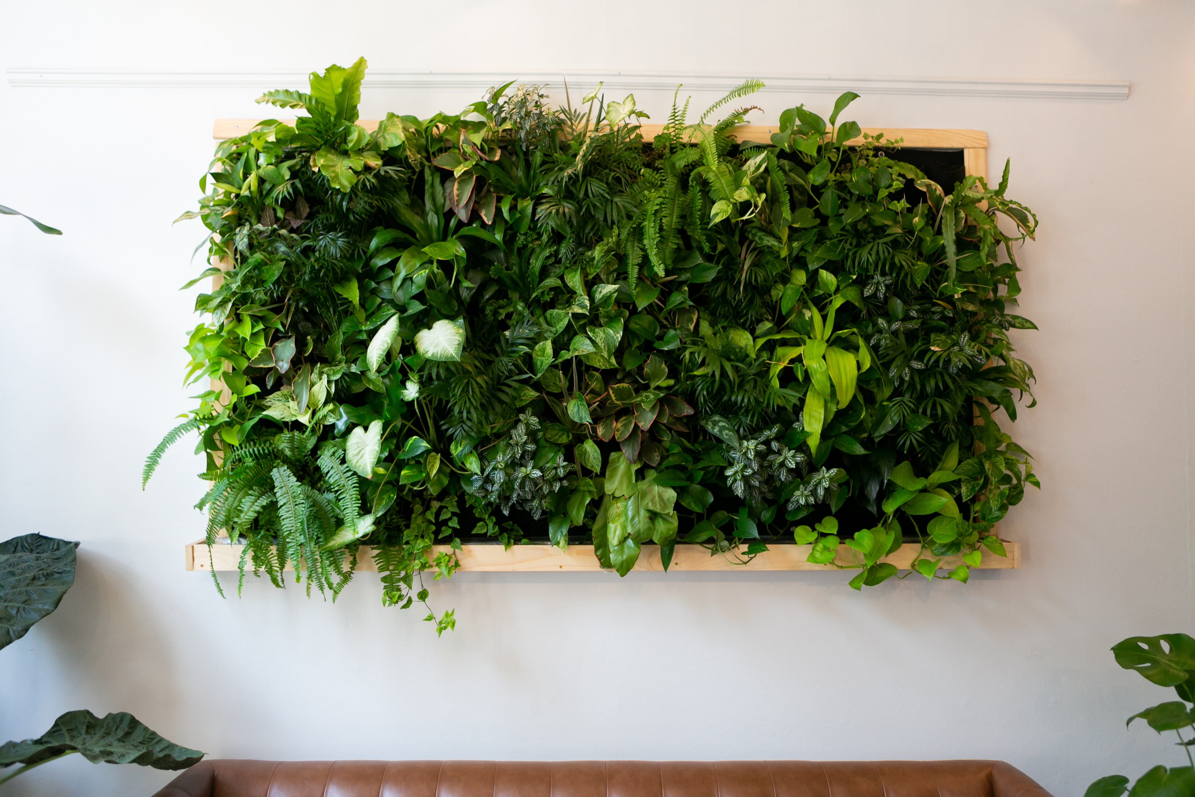 Living plant wall in home