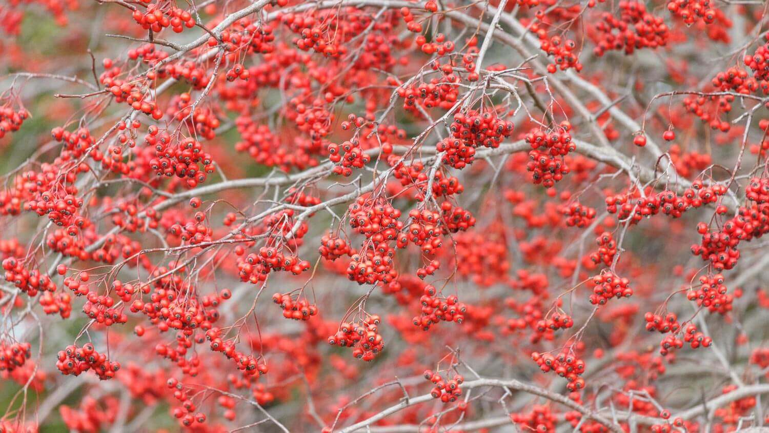 Close-up of washington hawthorn berries