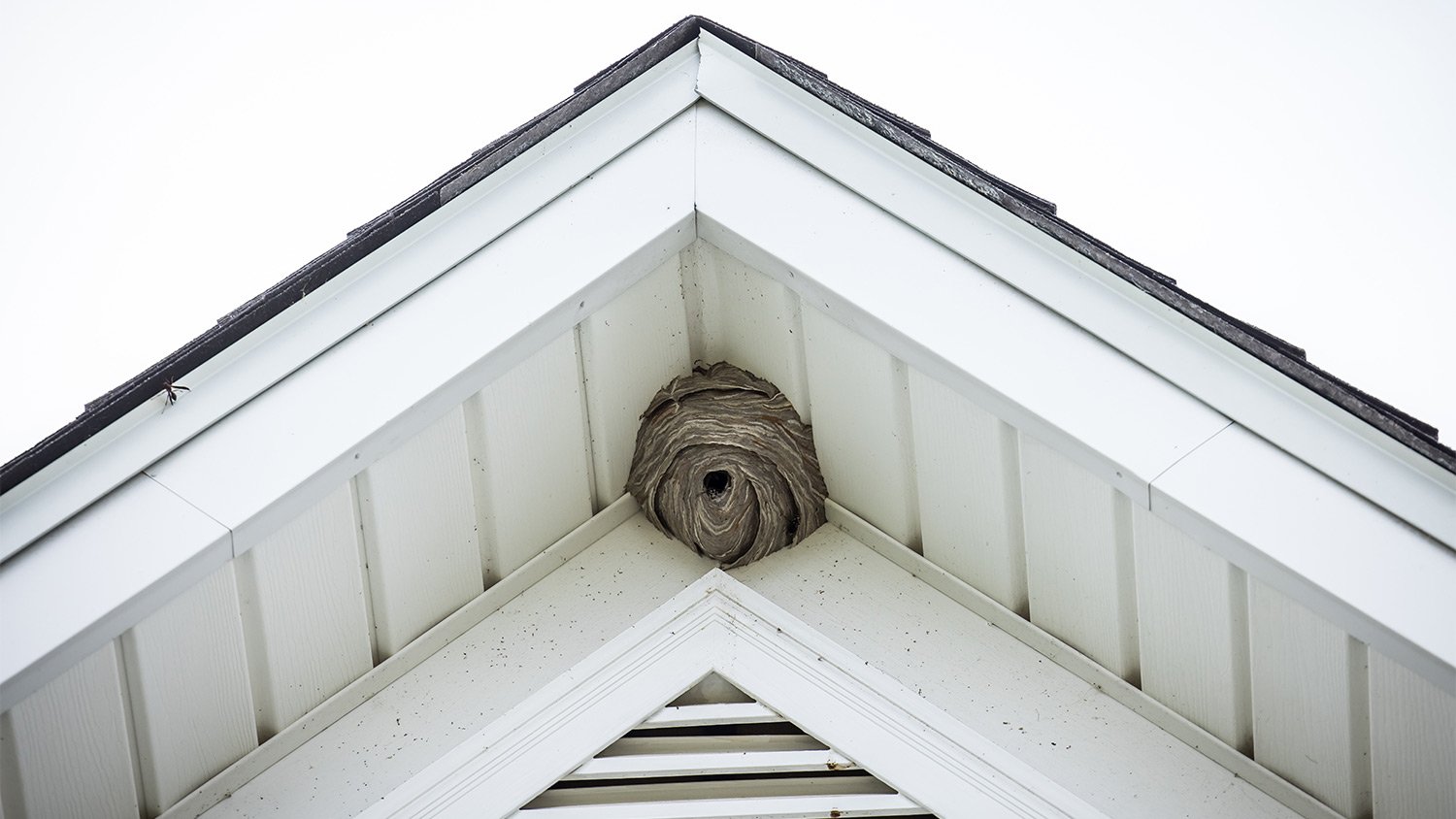 Wasp nest under white house roof