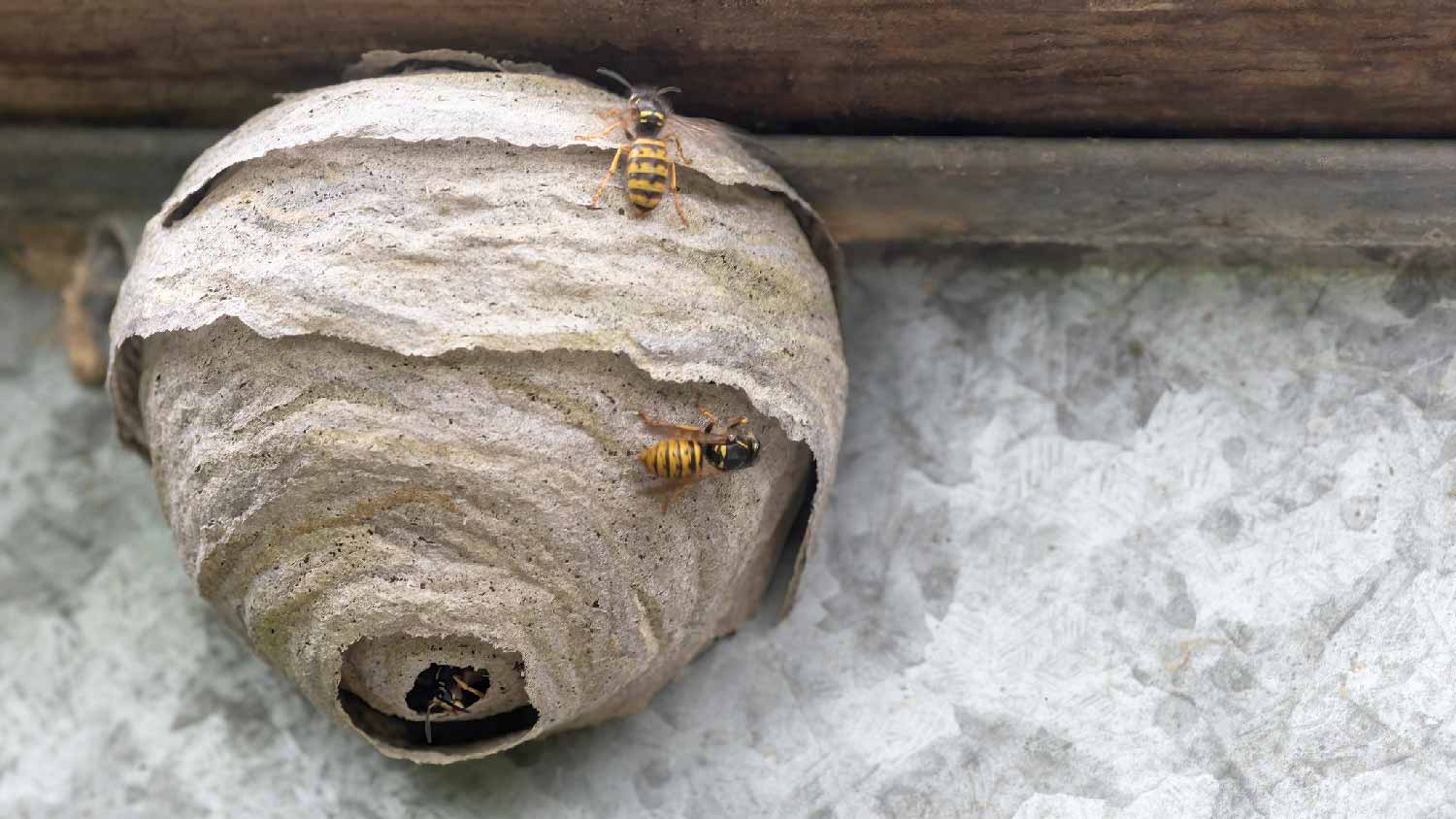 A wasp nest under a roof