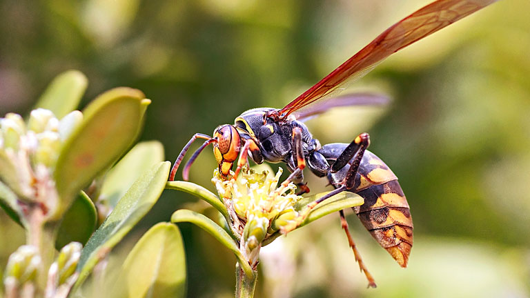How to Keep and Wasps Away From Homes