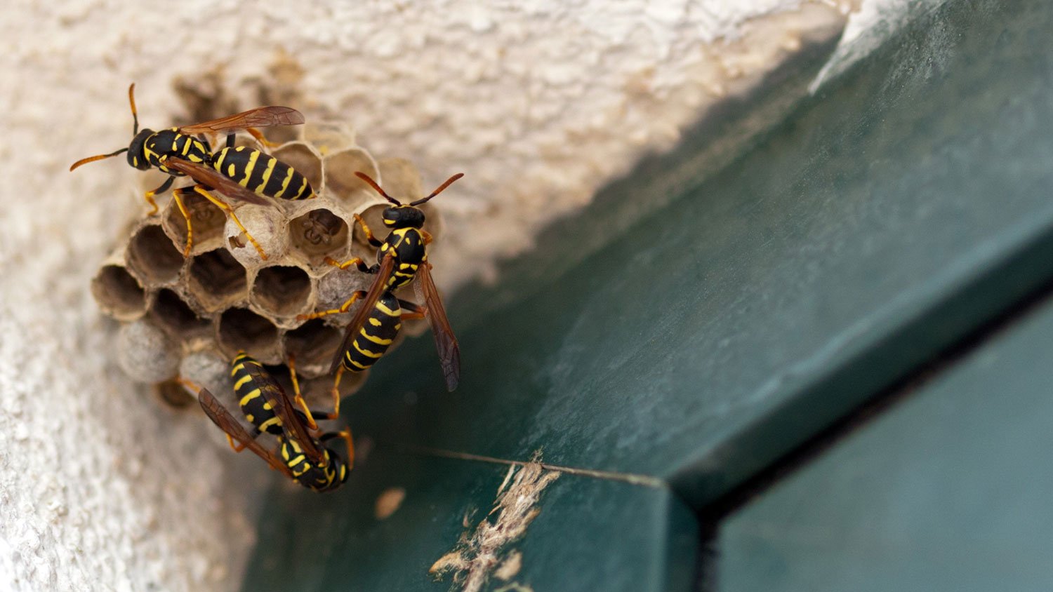 Wasps making hive outside of a house