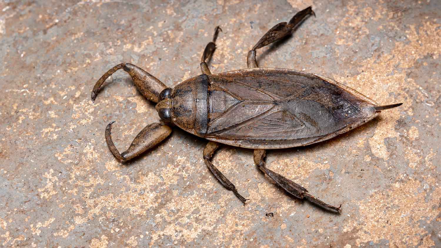Adult water bug on a brown rock