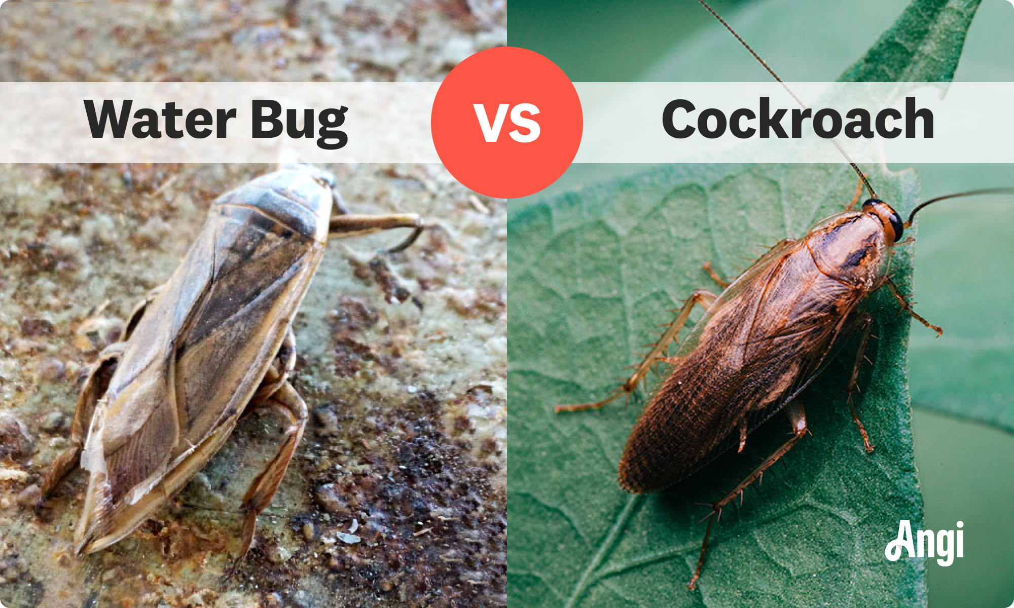 Visual comparison of water bug versus cockroach