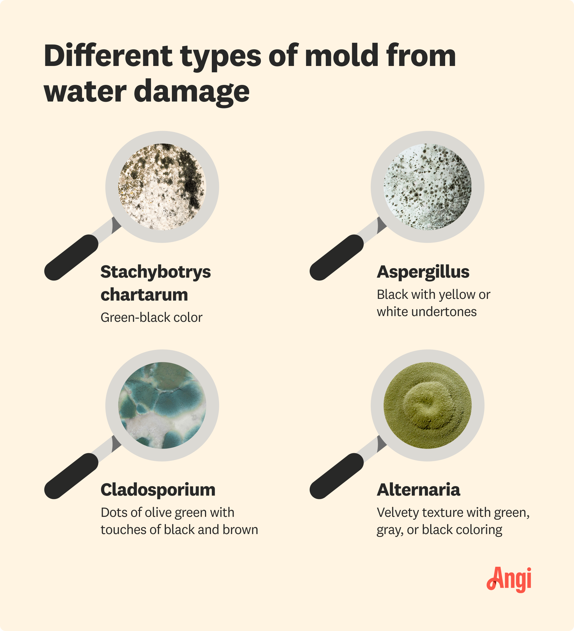 4 water damage mold types compared, including Alternaria and Cladosporium