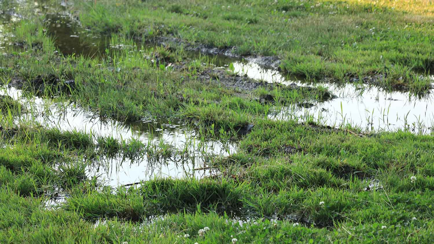 Pools of water in the yard