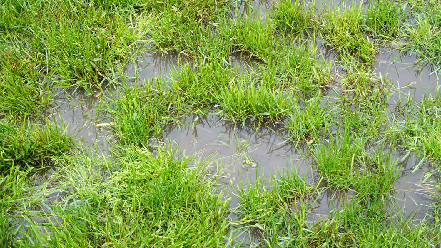 Pooling water on the yard