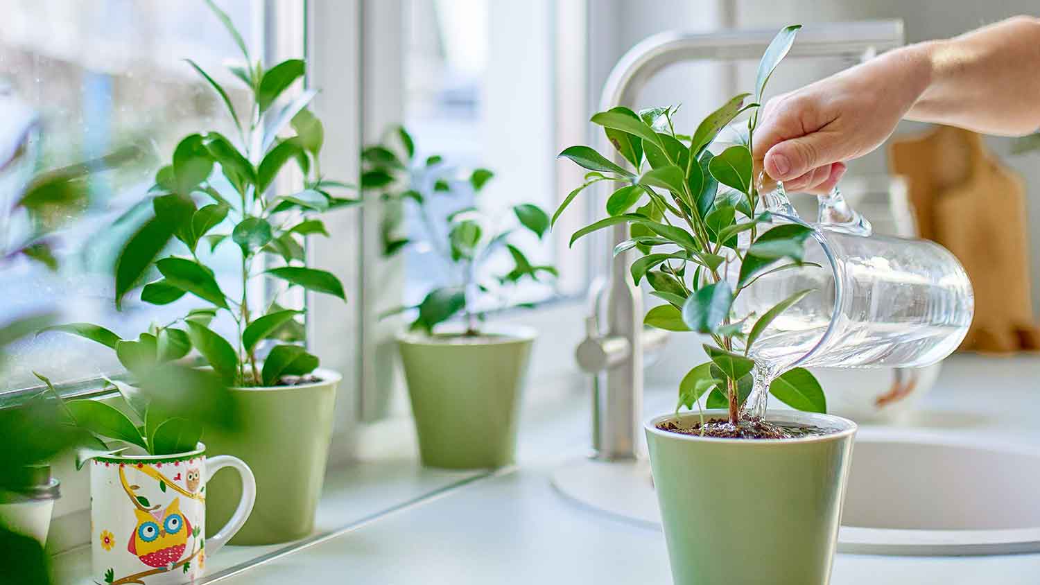 Using pitcher to water house plant