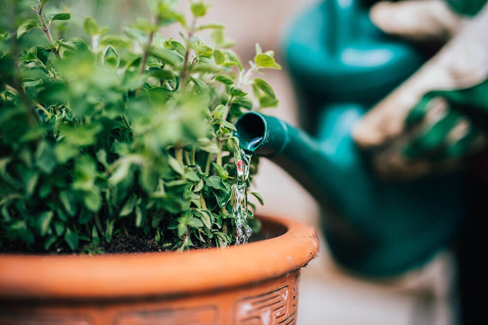 Watering potted plant